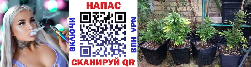 omg вход  Нижнеудинск  Бошки марихуана семена 